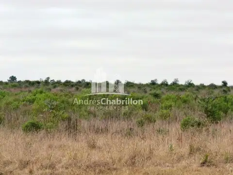 Campo Forestal En Venta