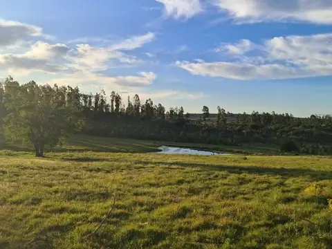 VENTA CAMPO FORESTAL 68ha VALENTINES DEPTO DE 33