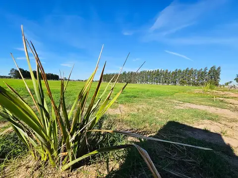 Terreno en Venta en General Lagos, Rosario