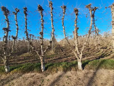 VENTA DE CHACRA PRODUCCIÓN DE EXPORTACIÓN
