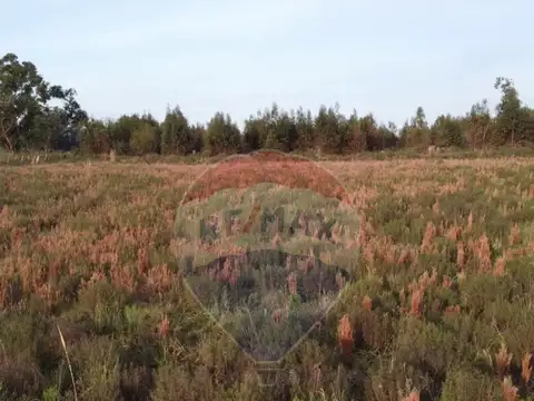 Venta de Campo 3 Ha. en Ruta 8 Km.45 Empalme Olmos