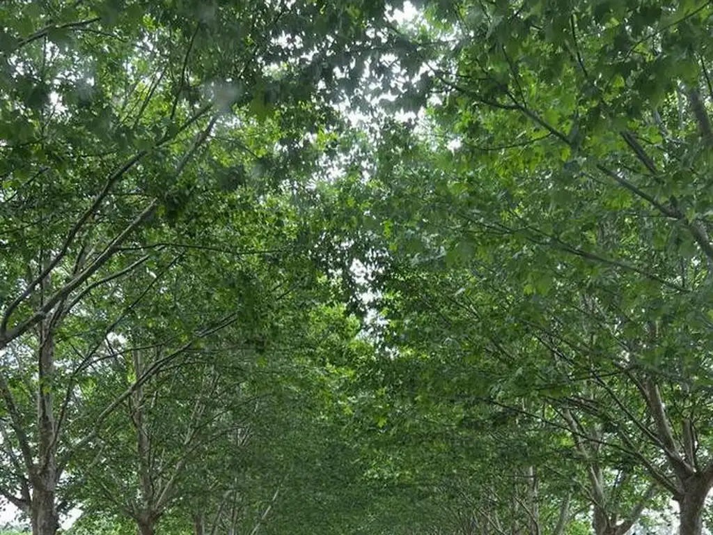 OPORTUNIDAD - Lote 1080 m2 Estancia Villa María Canning Golf Futbol Tennis Polo Pileta - Foto 22