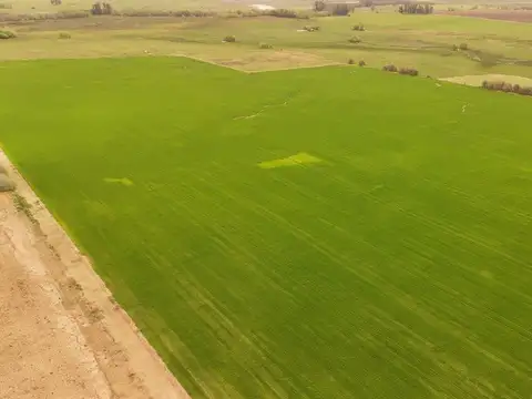 Campo en Venta de 290  ha