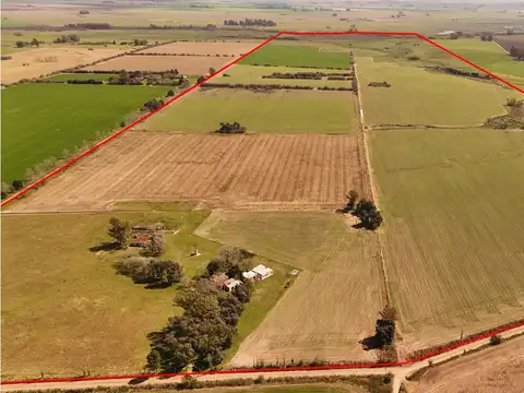 290 Has. Mixtas “Estancia EL CARDAL” – Zárate, Bs As            