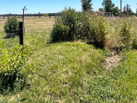 La Gaviota Y El Picaflor