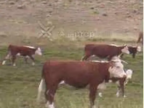 Rio La Leona 1000 - El Chaltén - Santa Cruz