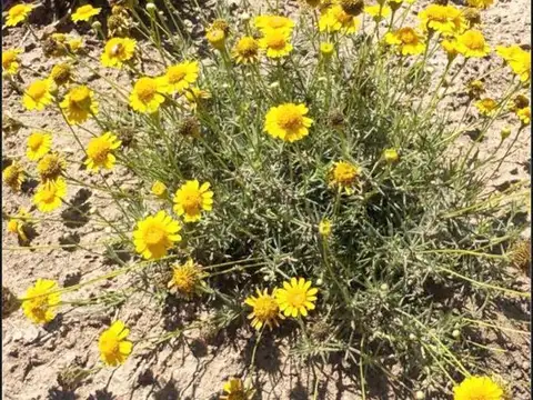 RUTA PN 82 KM 18 "VIENTOS DEL ALMA"