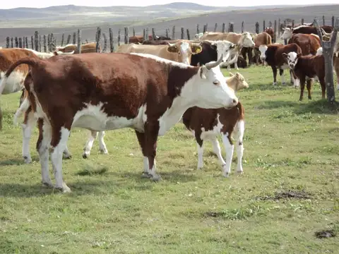 Campo Ancasti