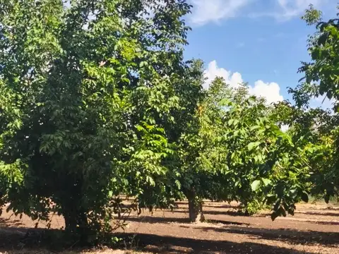 Venta Finca 14 has Nogales San Carlos Valle de Uco