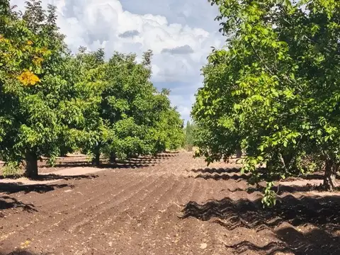 Campo en Venta en Tres Esquinas, San Carlos