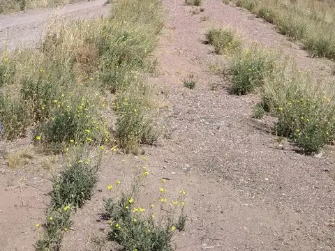 Barrio El Mollar CercanÍas Olimpo Lote