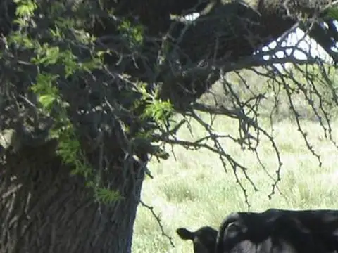 Campo aptitud ganadera. Puán. Provincia de Buenos Aires