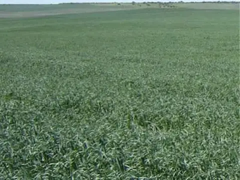 6664 HA. CAMPO GANADERO S/ RUTA. APTO PROYECTO ENERGÍA EÓLICA