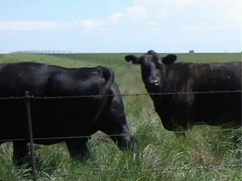 Campo aptitud ganadera. Puán. Provincia de Buenos Aires