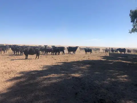 Campo aptitud ganadera. Puán. Provincia de Buenos Aires