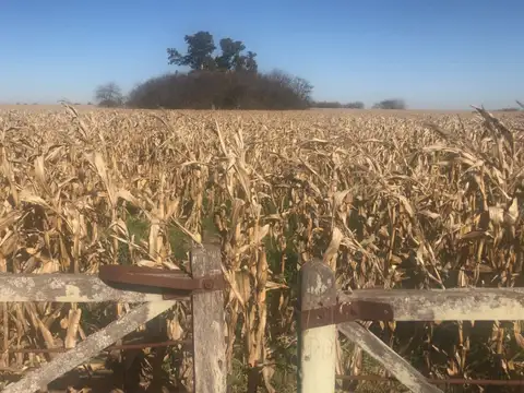 Campo en Venta en Pergamino, Partido de Pergamino