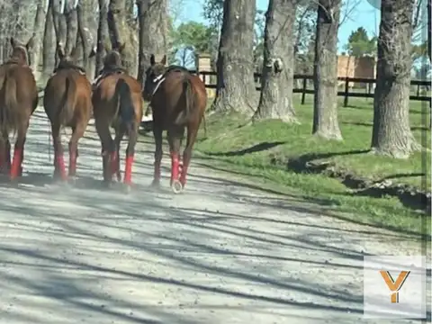 Haras El Malacate