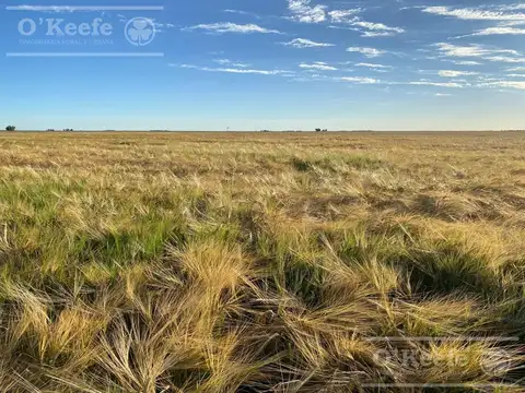 Campo en venta de 447 has en Espigas