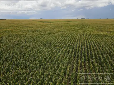 Campo en venta de 447 has en Espigas