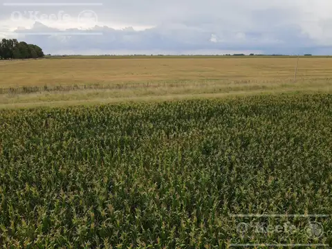 Campo agricola en venta de 450 has , Olavarria