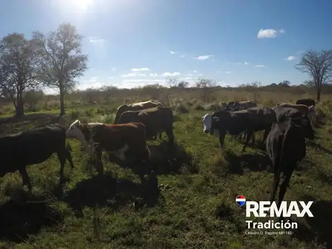 Alquiler Campo Ganadero Dpto Libertad Chaco