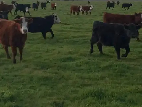 VENTA CAMPO 8250  - GUIDO, PROVINCIA DE BUENOS AIRES
