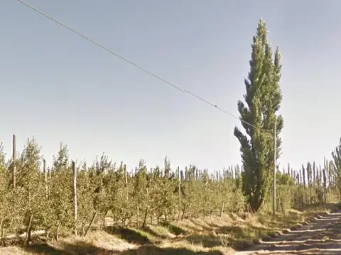 VENTA DE CHACRA EN PRODUCCION, GENERAL ROCA