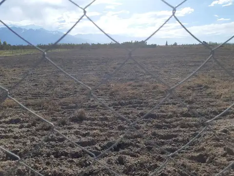 Calle Morgani s/n La consulta, San Carlos.