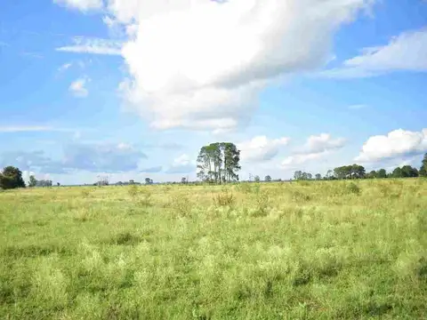 Campo agricola, ganadero  de 75ha en Exaltacion