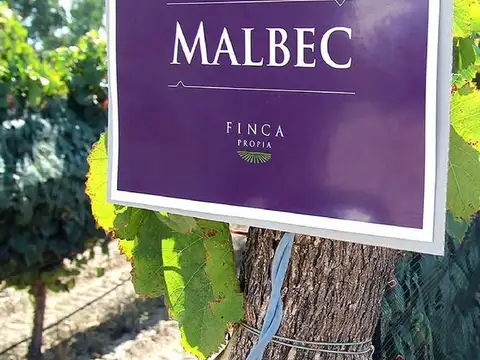 Venta hileras de vid  - Valle de Uco