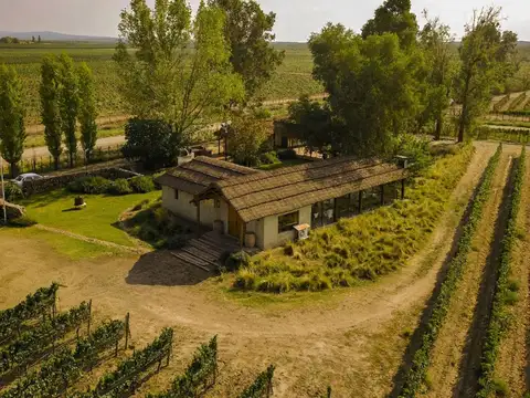 Venta Hilelas de Vid - Finca Propia - Valle de Uco