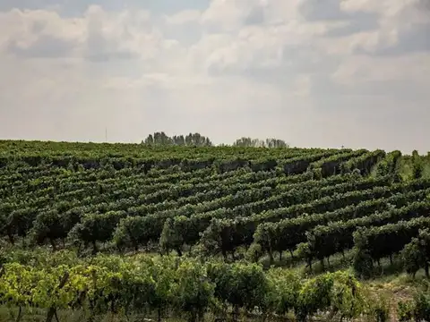 Campañaro, RP88, Tupungato, Mendoza 100