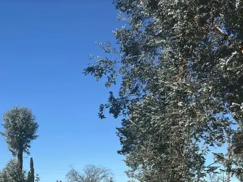 LOS ABEDULES  al 4100