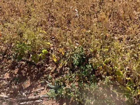 Campo en venta - 719 Hectáreas - Salta