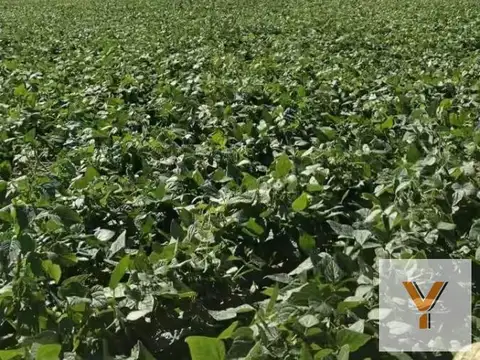 Campo en venta - 719 Hectáreas - Salta
