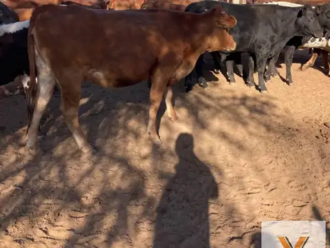 Campo en venta - 719 Hectáreas - Salta