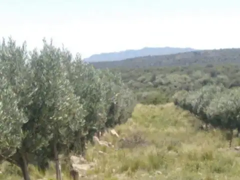 VENTA CAMPO 375HAS  CON OLIVARES EN NOGOLI