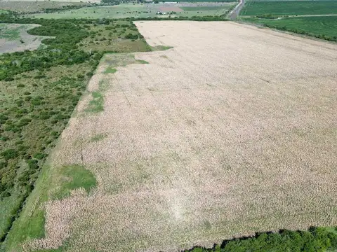 Vendo Campo 22 Has en Colonia Los Ceibos Entre Ríos