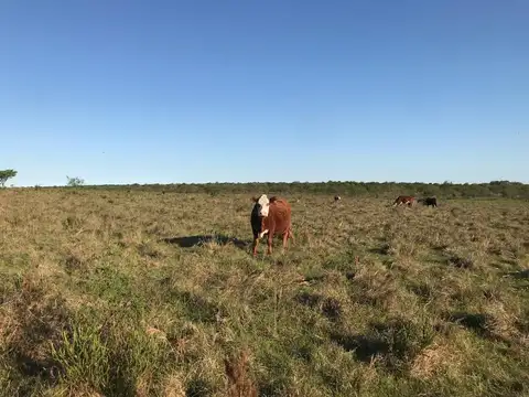 Campo en Venta en San Salvador, Entre Ríos