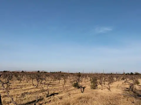 FINCA EN REAL DEL PADRE, SAN RAFAEL, MENDOZA
