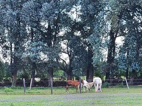 Haras San Pablo