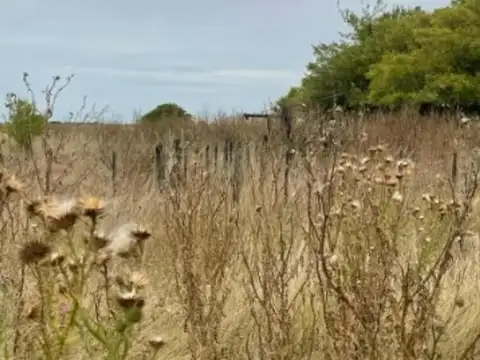Campo en Venta de 195  ha