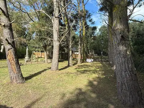 Cuyo 600