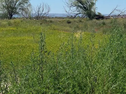 VENTA FINCA 120 HECTÁREAS  CARRIZAL LUJAN DE CUYO