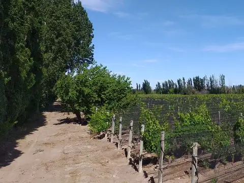 OPORTUNIDAD  VENTA FINCA JAIME PRATS SAN RAFAEL 