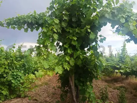 Colonia Segovia , Piso 0