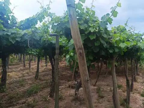 Venta de Finca en Producción Colonia Segovia