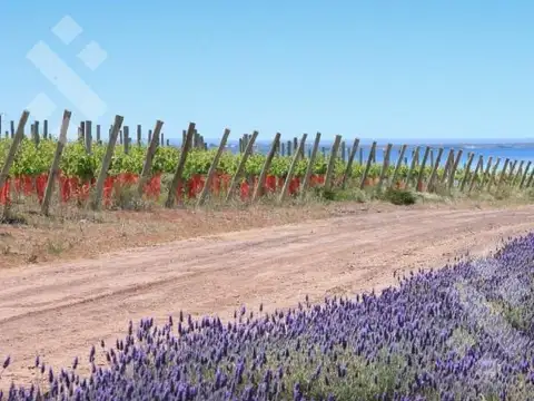 D4 - LA PENÍNSULA - LAGO MARI MENUCO, NEUQUÉN