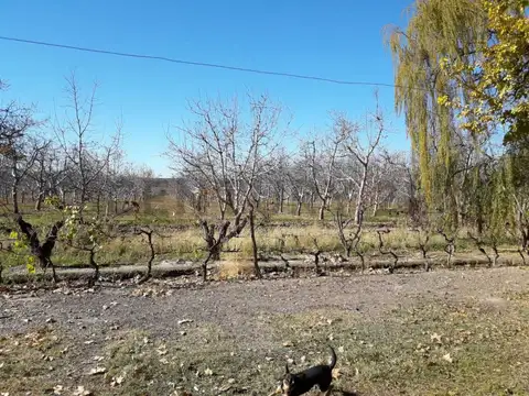 FINCA CON NOGALES – PERDRIEL – LUJÁN DE CUYO