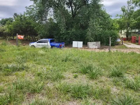 Flores Silvestres 100